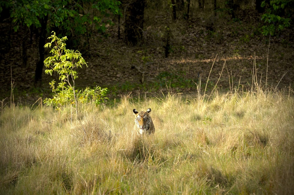 a small animal standing in a field of tall grass