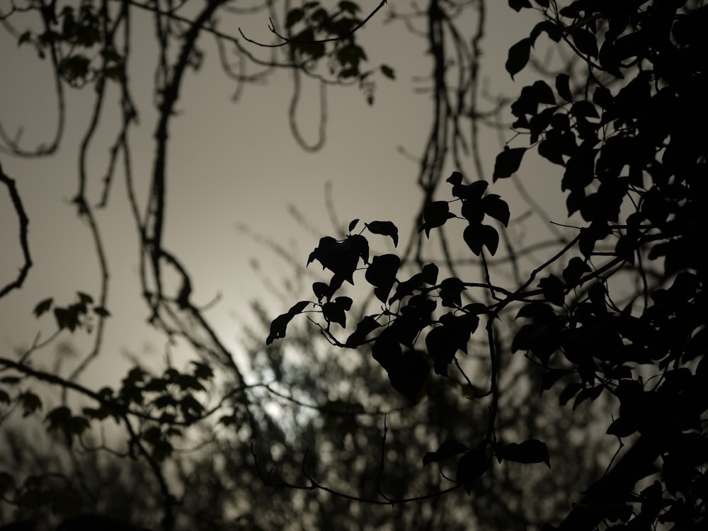 Una foto en blanco y negro de hojas y ramas