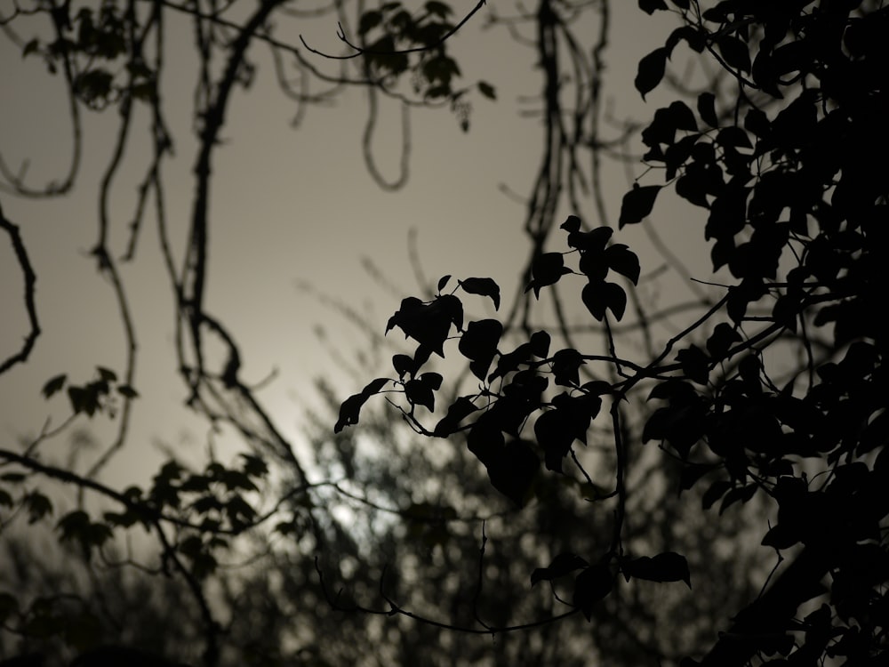 a black and white photo of leaves and branches