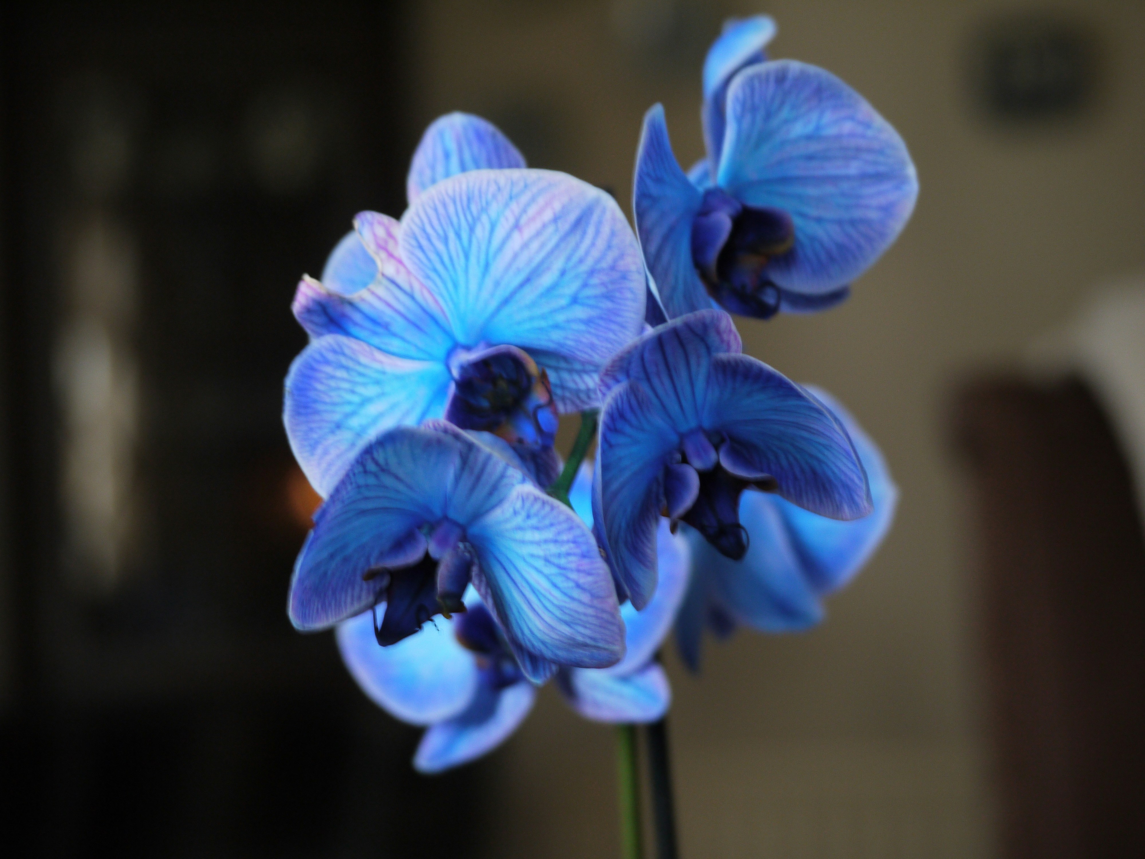eine Nahaufnahme einer blauen Blume in einer Vase