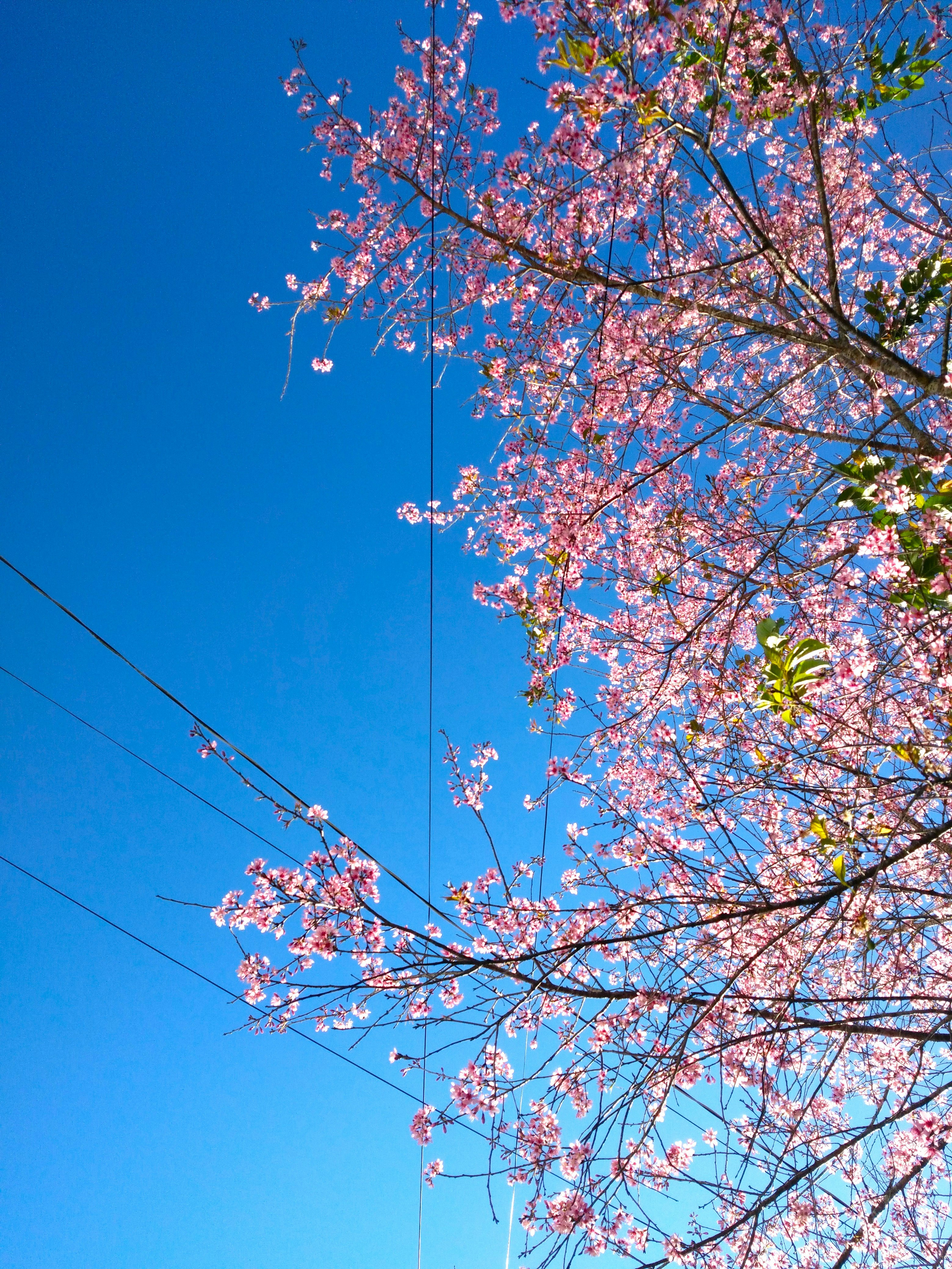 Du lịch Tết 2026 Đà Lạt - Thành phố ngàn hoa mùa xuân