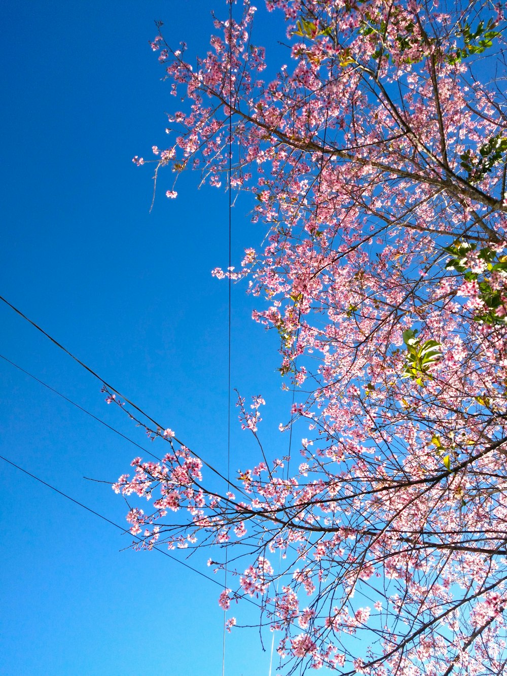 un árbol con flores rosadas en primer plano y un cielo azul en el fondo