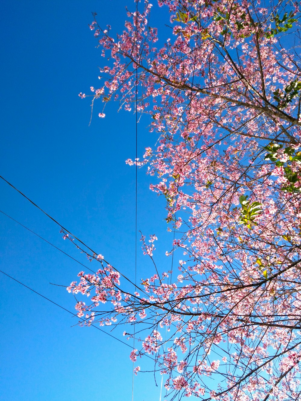 uma árvore com flores cor-de-rosa em primeiro plano e um céu azul no fundo