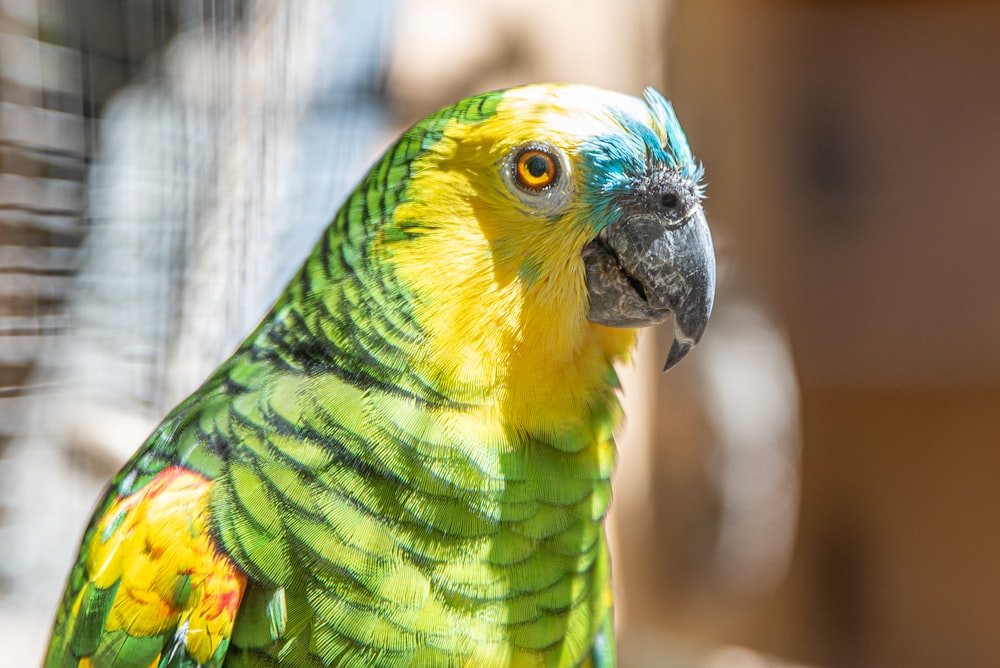a green and yellow parrot sitting on top of a cage