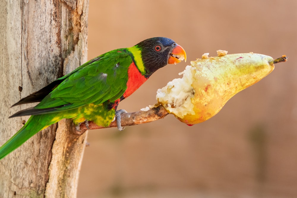 a colorful bird eating a piece of fruit from a tree