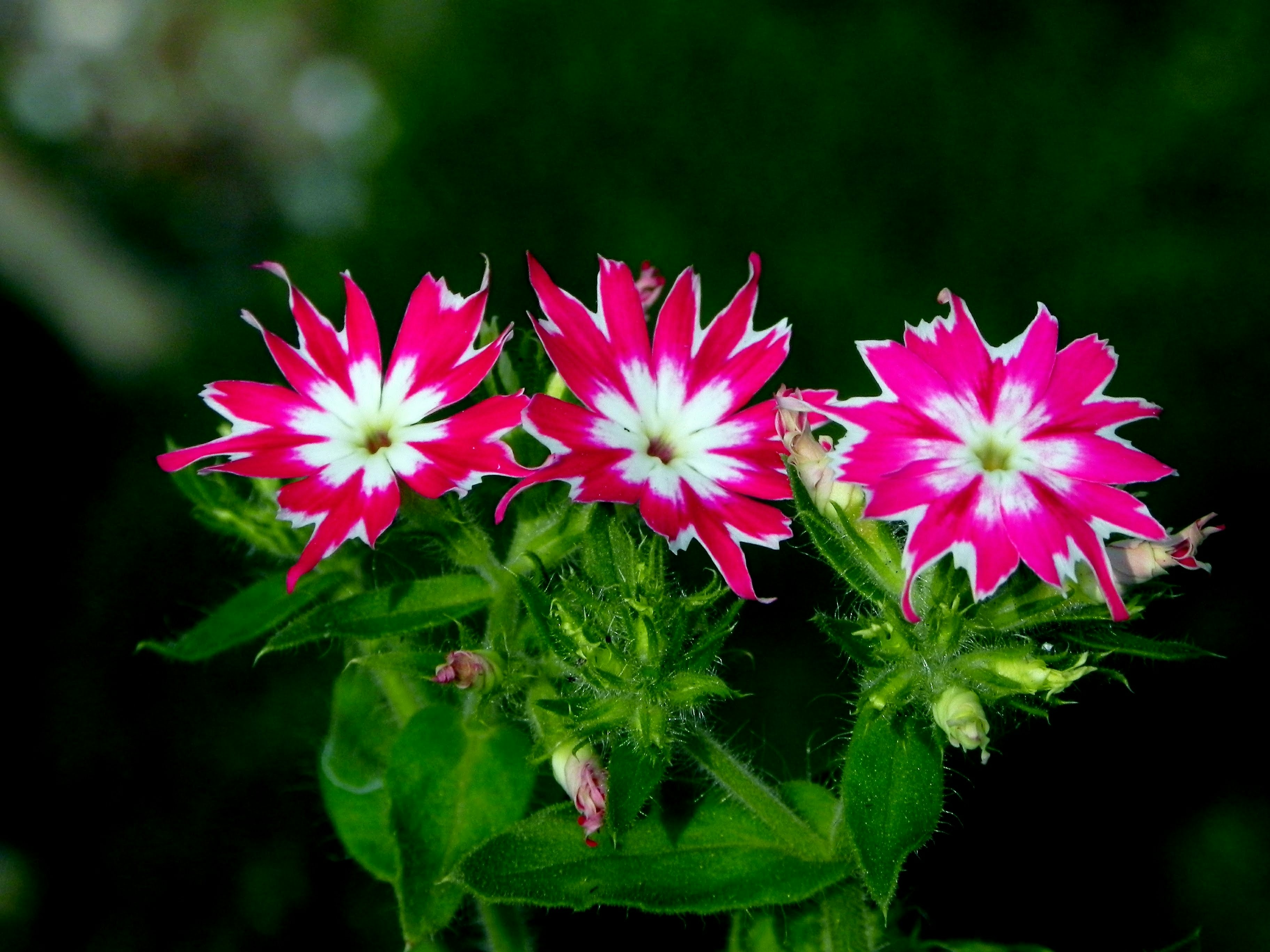 um grupo de flores rosa e brancas sentado em cima de uma planta verde