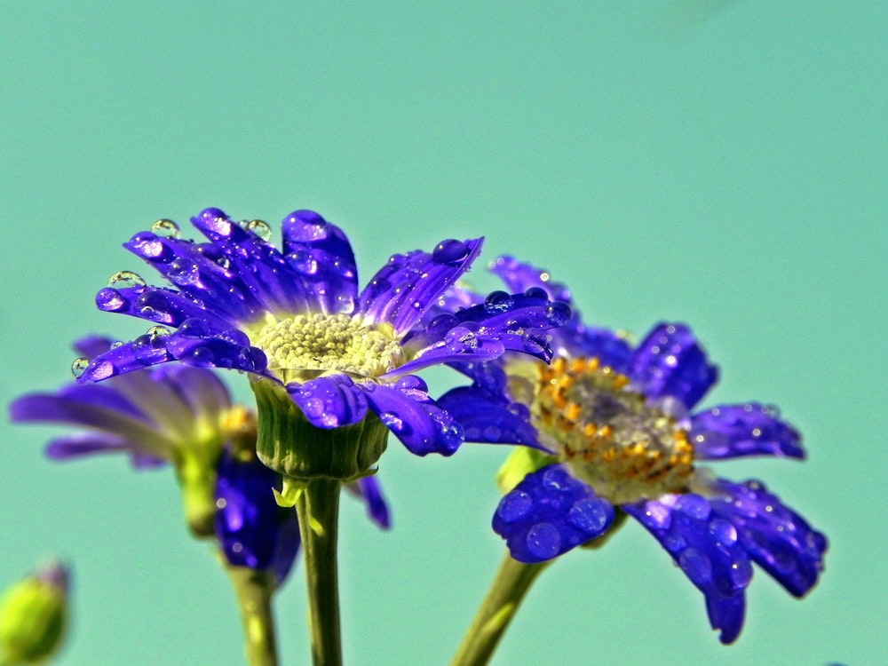 a close up of a purple flower with a blue sky in the background