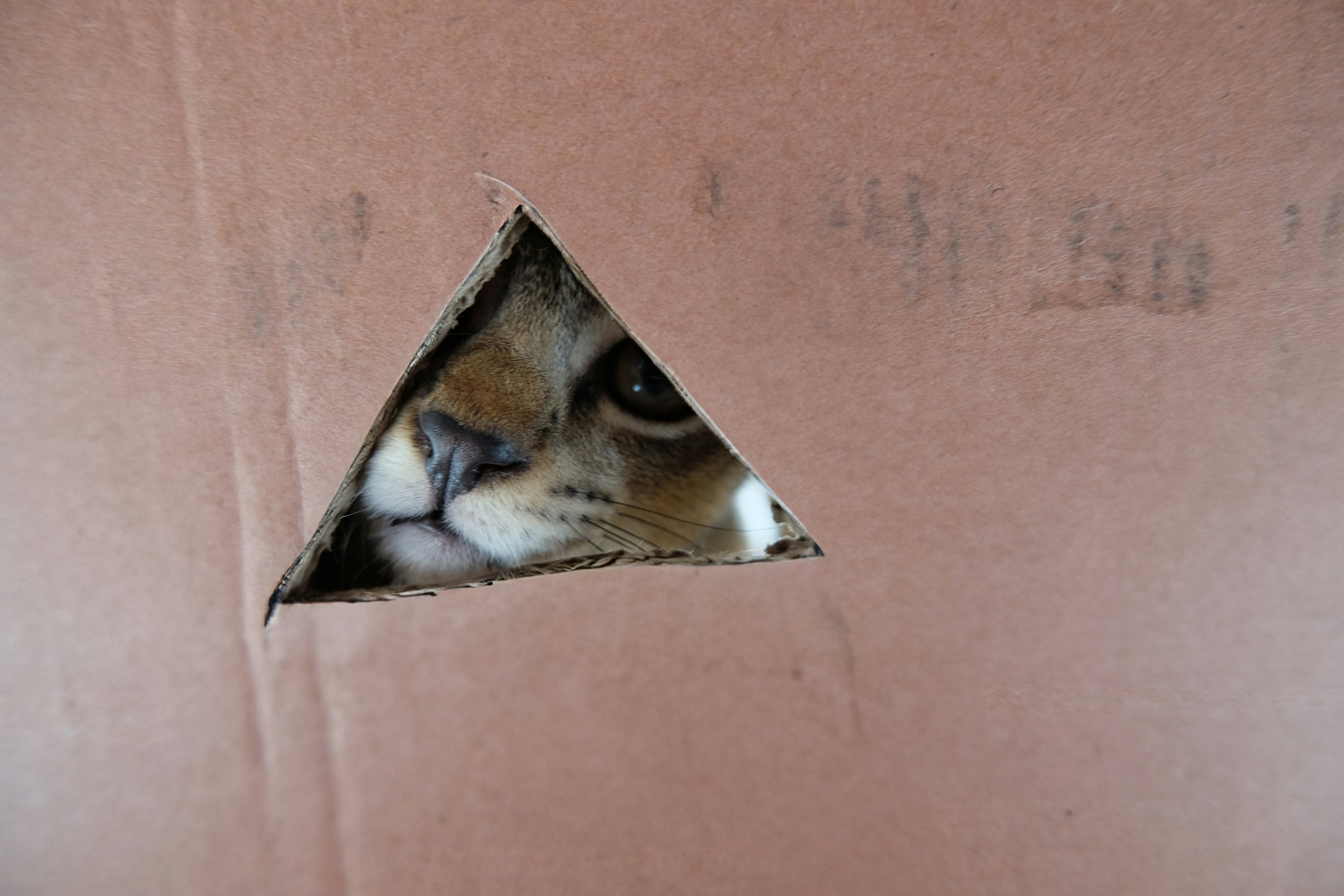 cat curiously peeking out of a moving box in a new apartment - pet friendly two bedroom