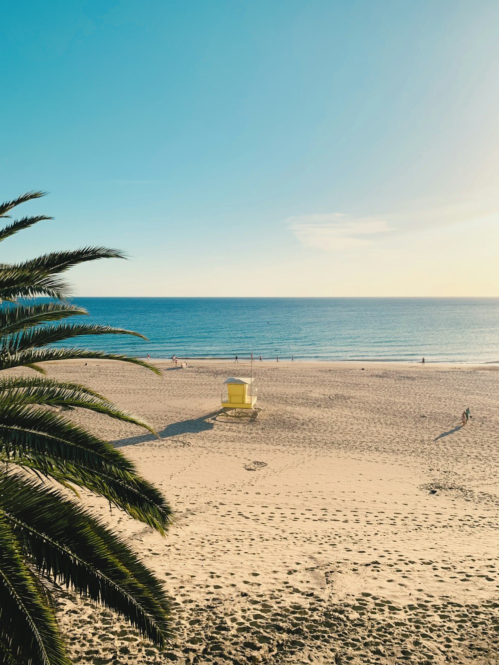 a view of a beach with a palm tree