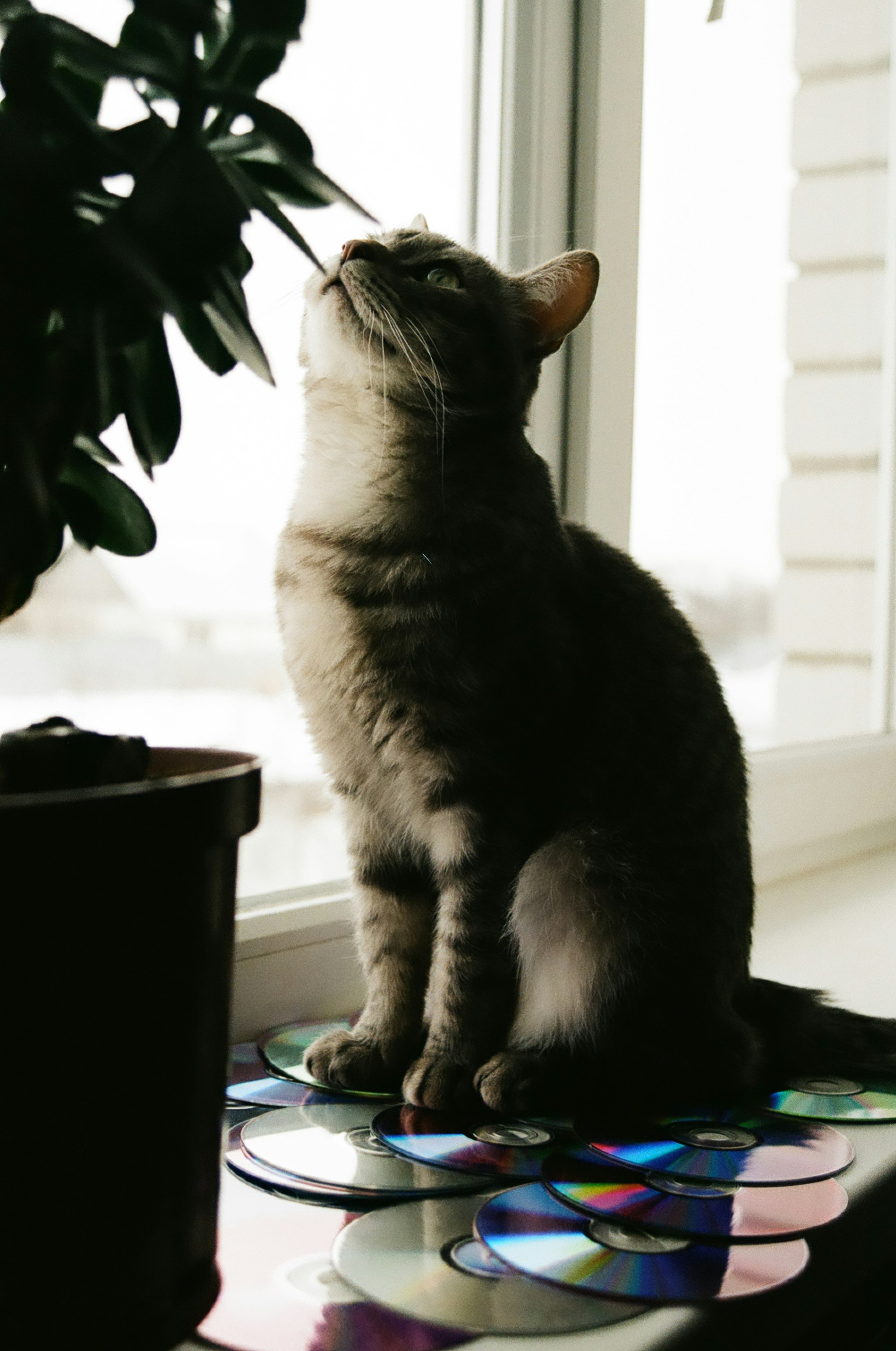 Photo by stepanseverinoff