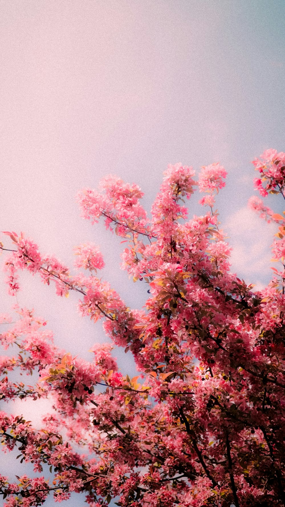 a pink tree with pink flowers against a blue sky