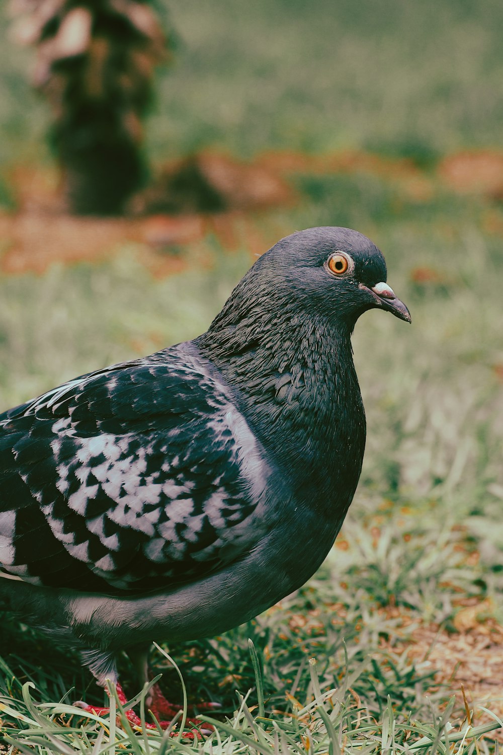 a pigeon is standing in the grass near a pine tree