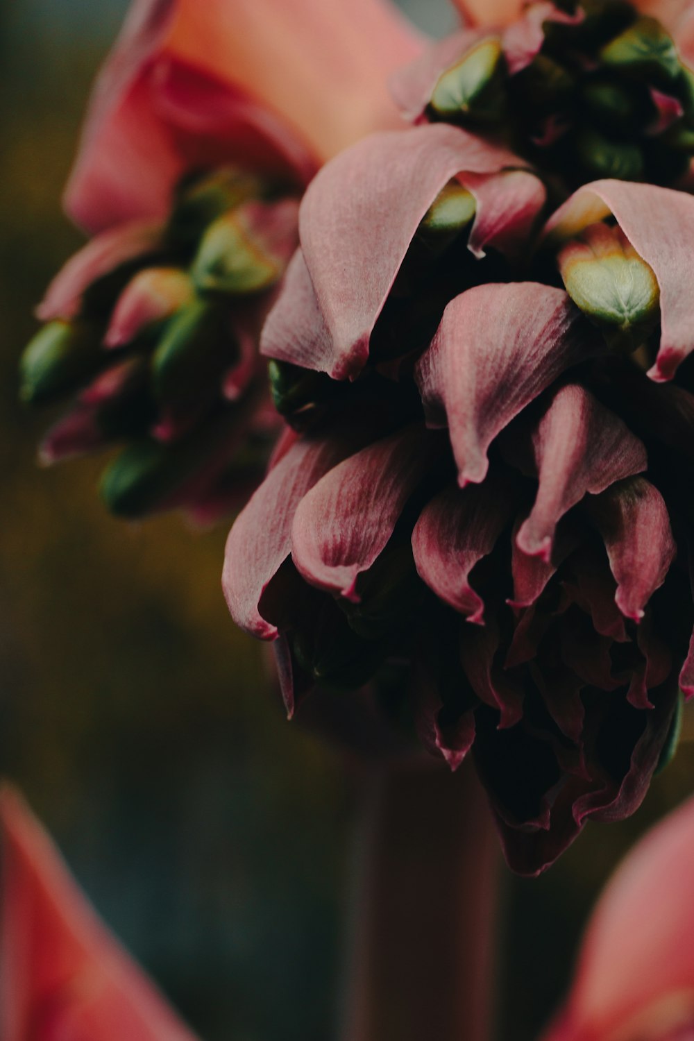 a close up of a pink flower with a blurry background