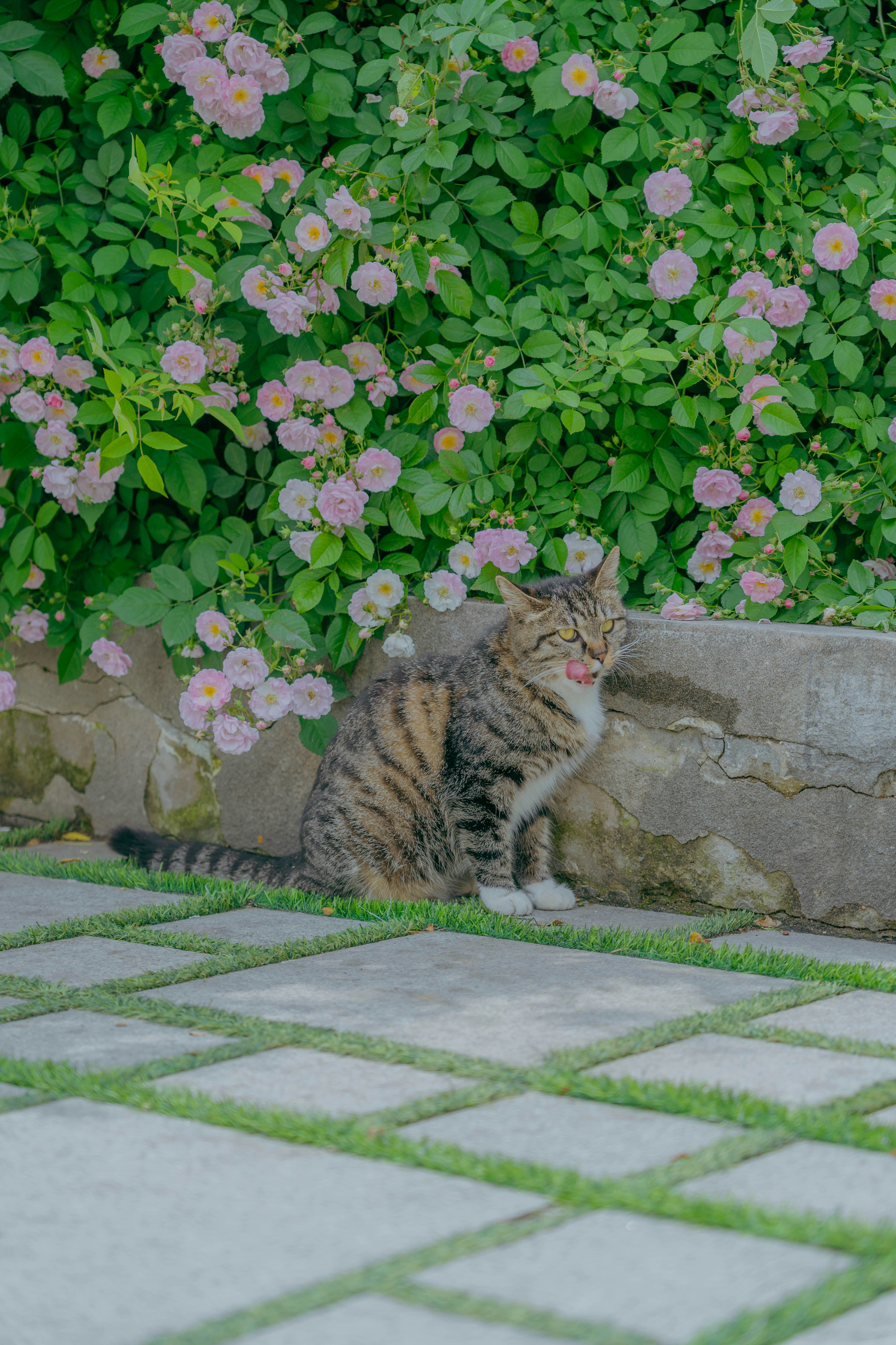 A cat sitting on the ground in front of some flowers photo – Free ...
