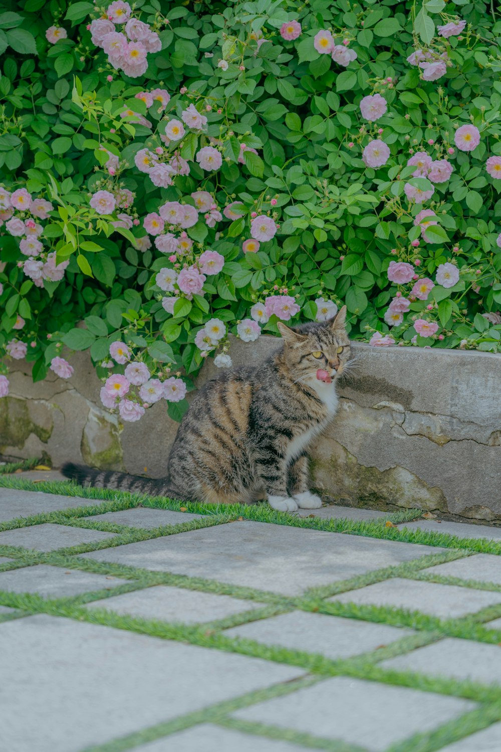 a cat sitting on the ground in front of some flowers