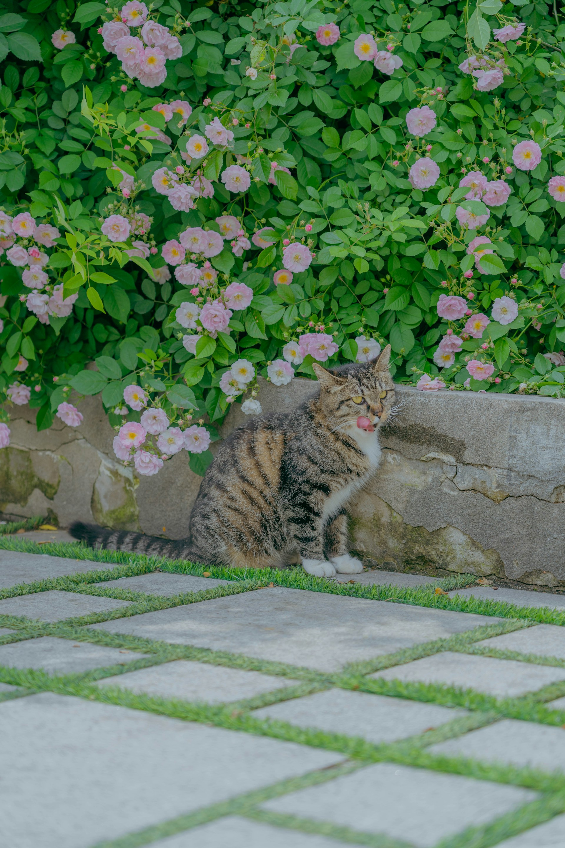 a cat sitting on the ground in front of some flowers