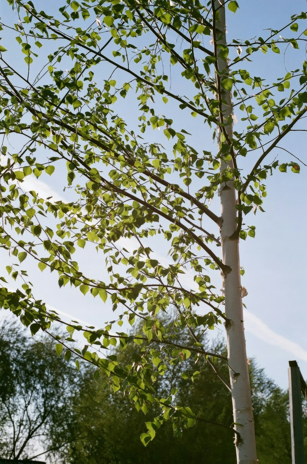 a tree with green leaves in a park