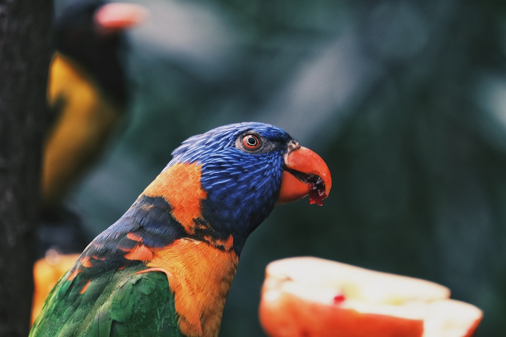 a colorful bird standing next to a piece of fruit