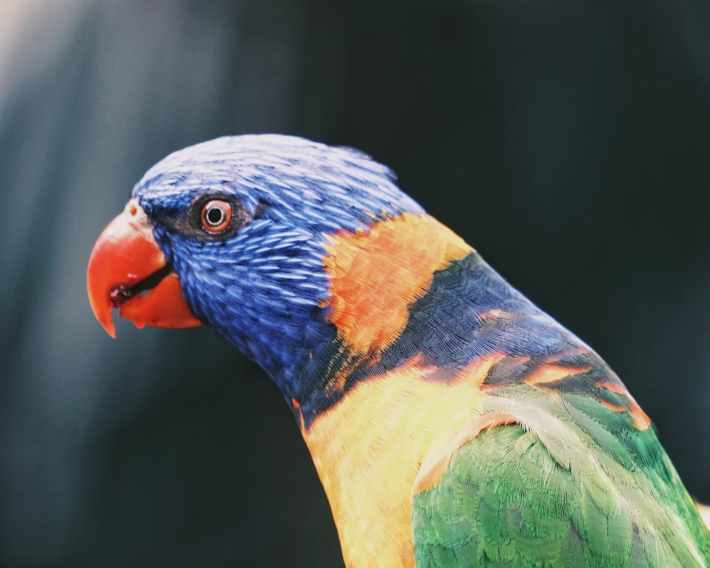 a multicolored bird with a black background