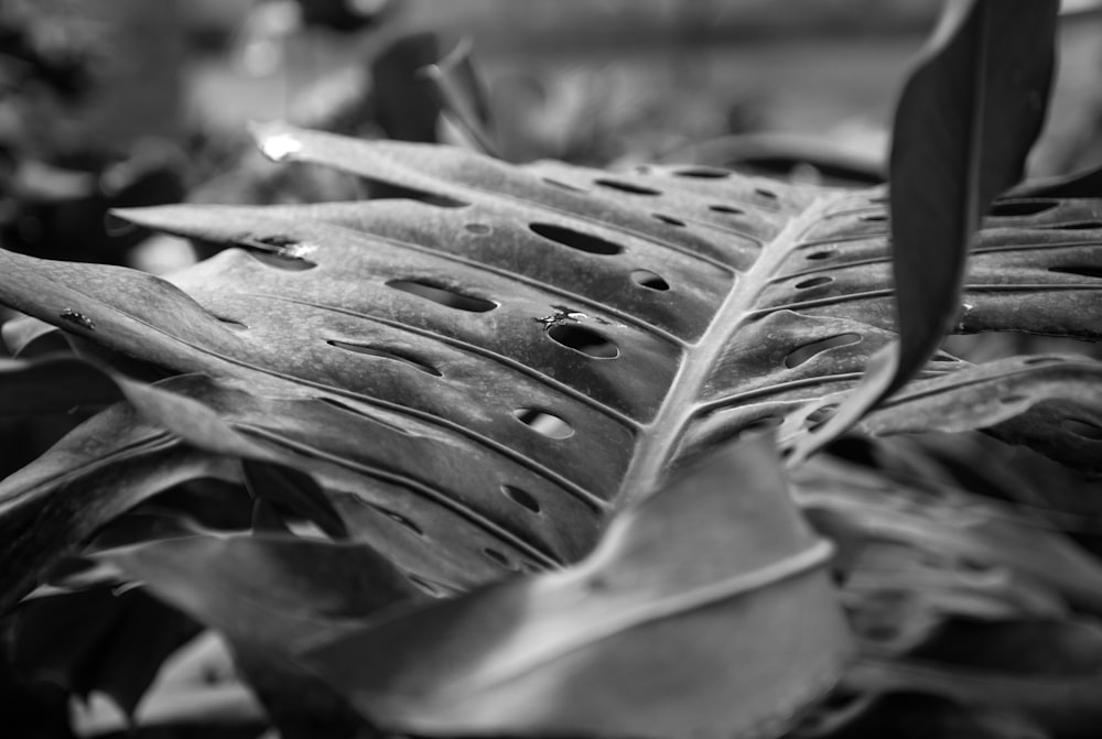 a close up of a leaf with holes in it