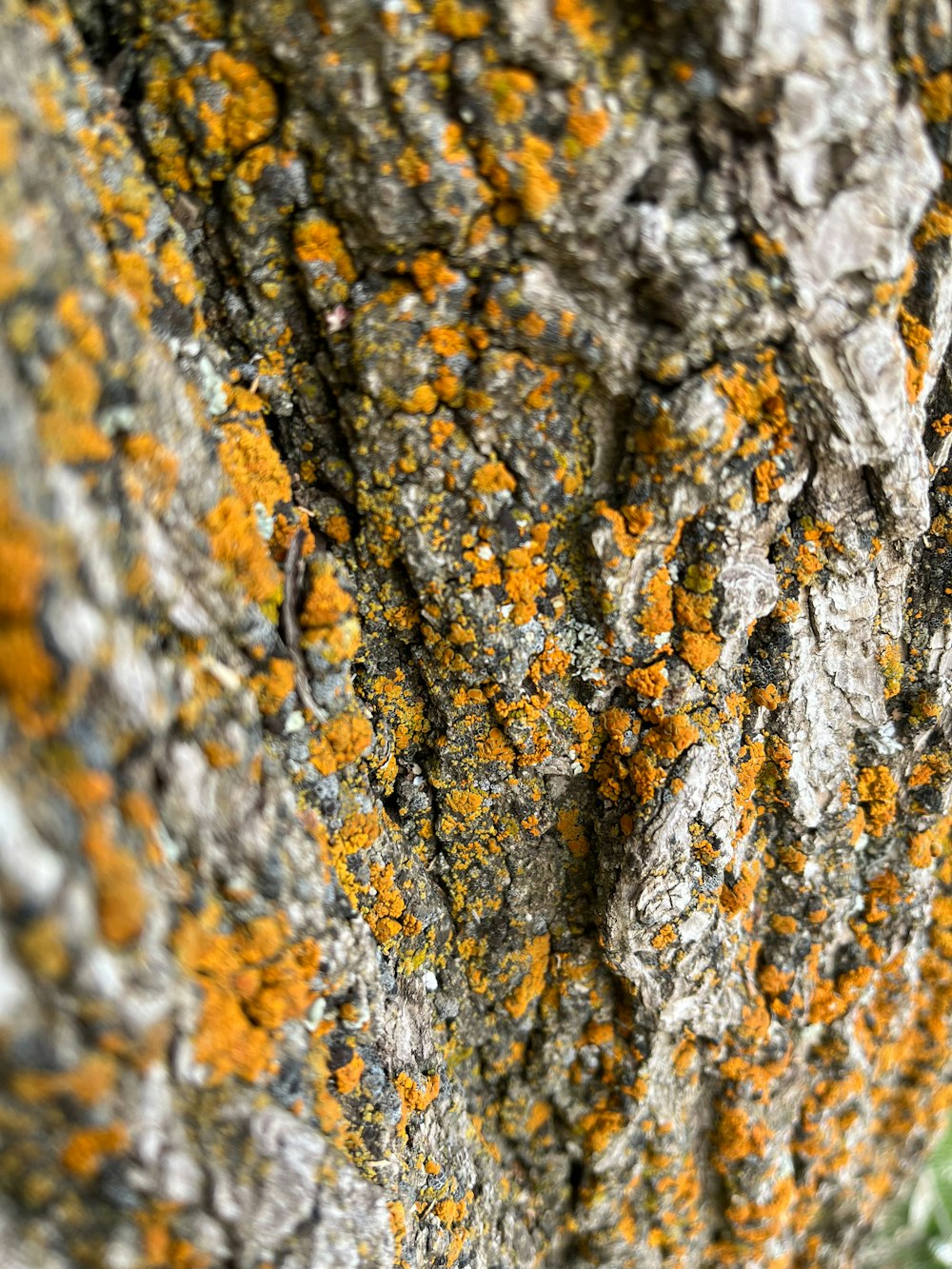 a close up of a tree trunk with lichen on it