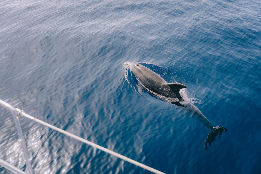 a dolphin swimming in the ocean near a boat