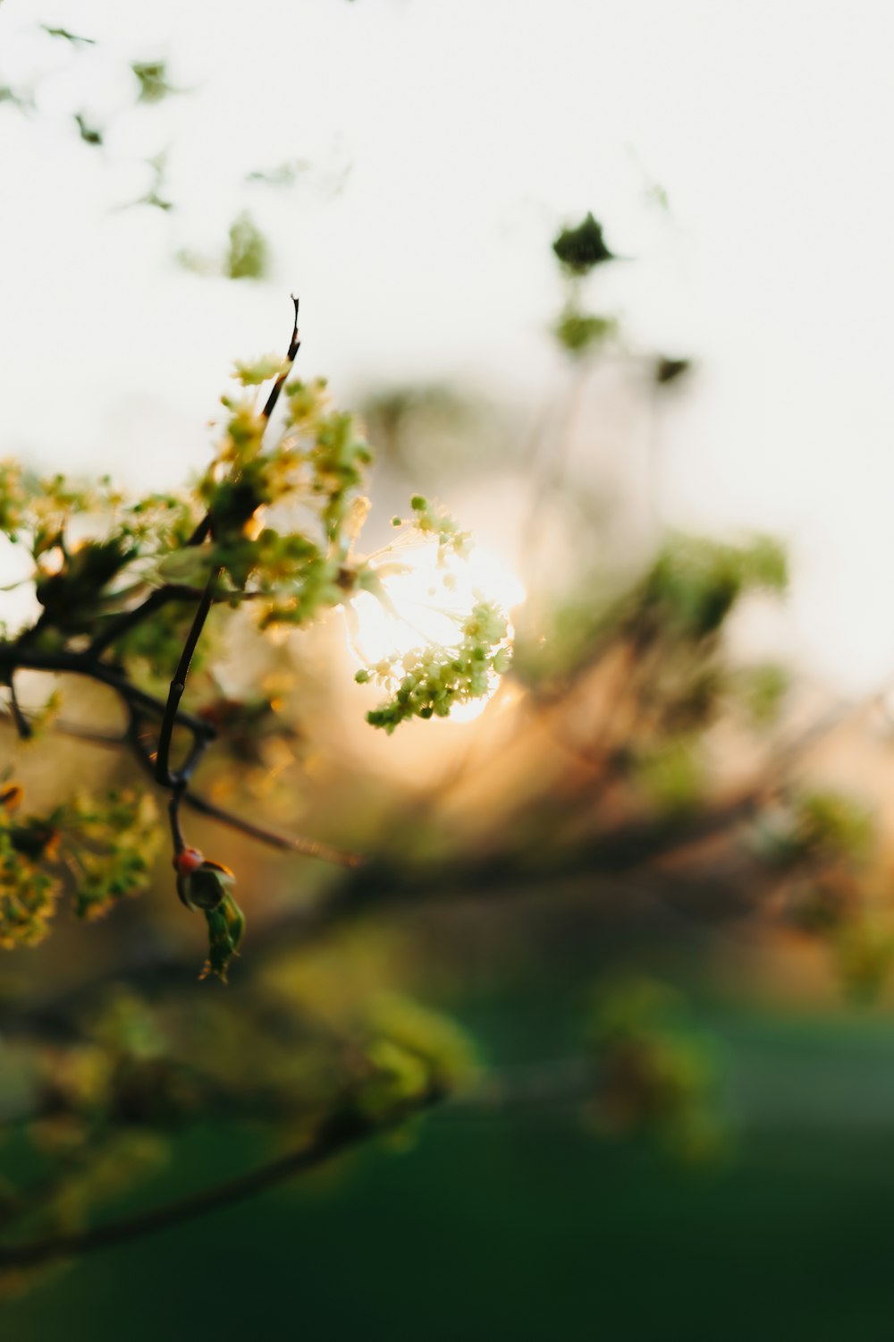 a blurry photo of a tree branch with leaves