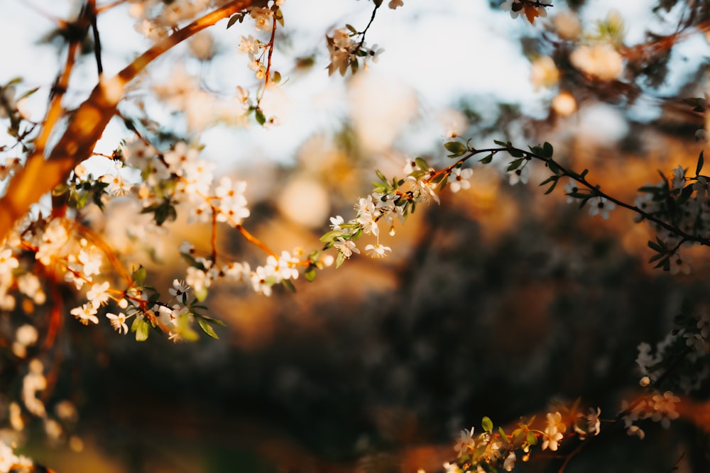 a blurry photo of a tree with white flowers