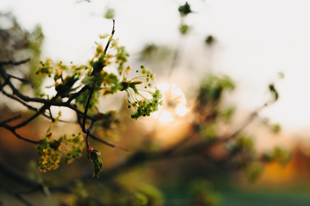 a close up of a tree branch with leaves