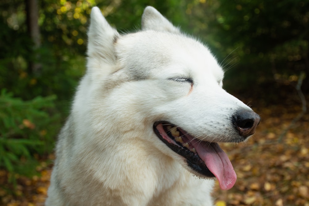 a close up of a white dog with its eyes closed