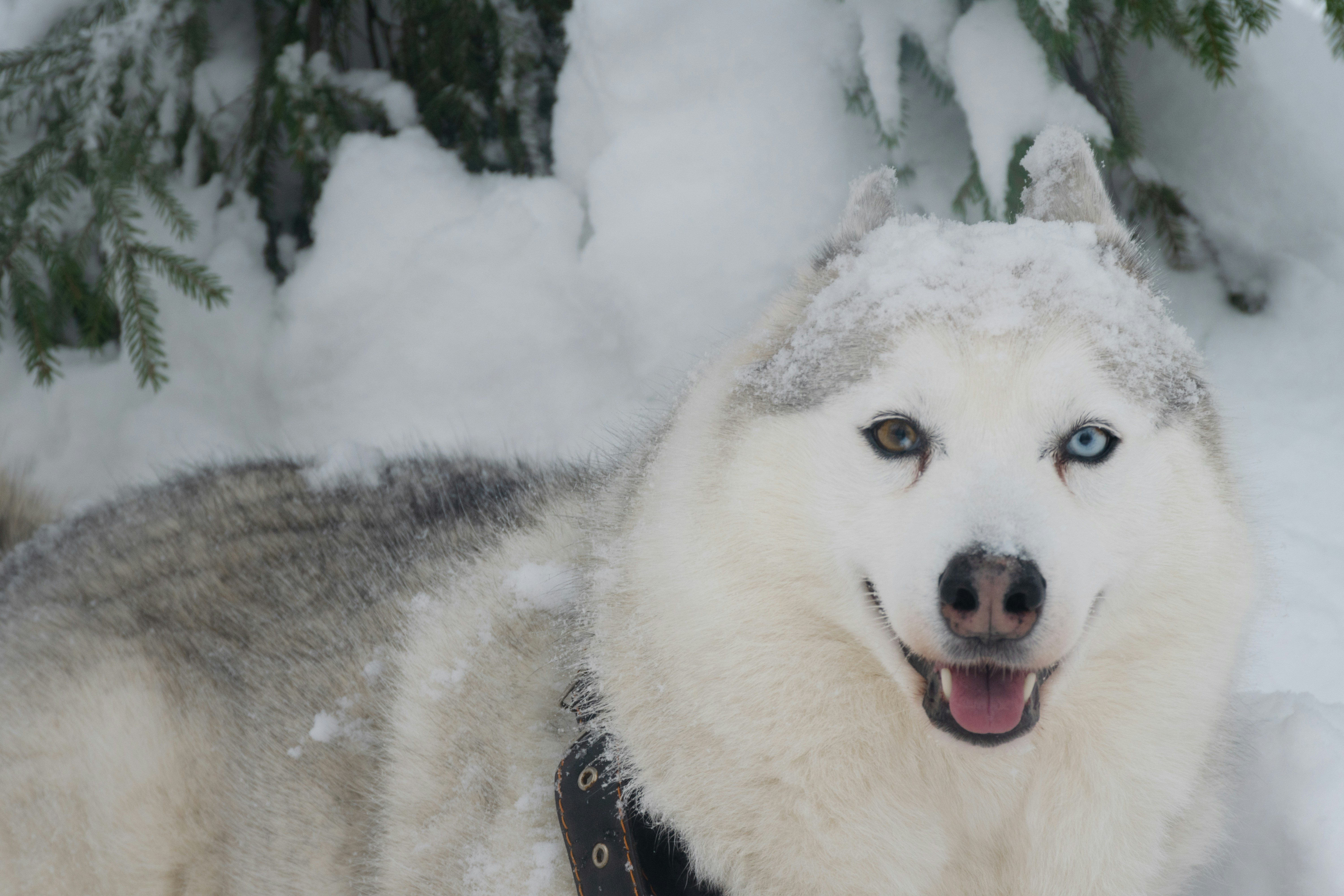 Photo by elena2943007