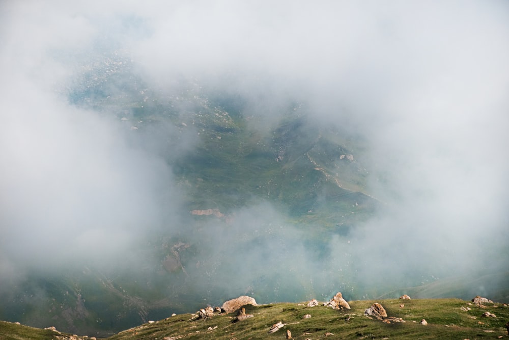 a herd of sheep sitting on top of a lush green hillside