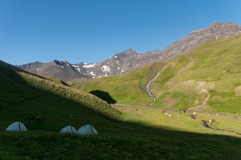 a grassy field with mountains in the background