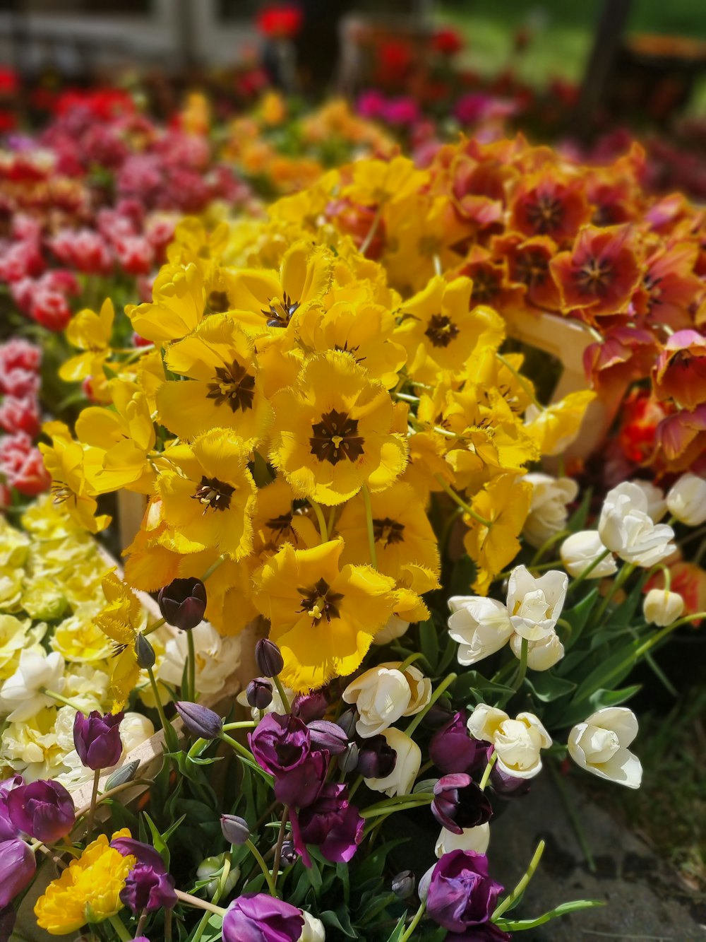 a bunch of flowers that are in the grass