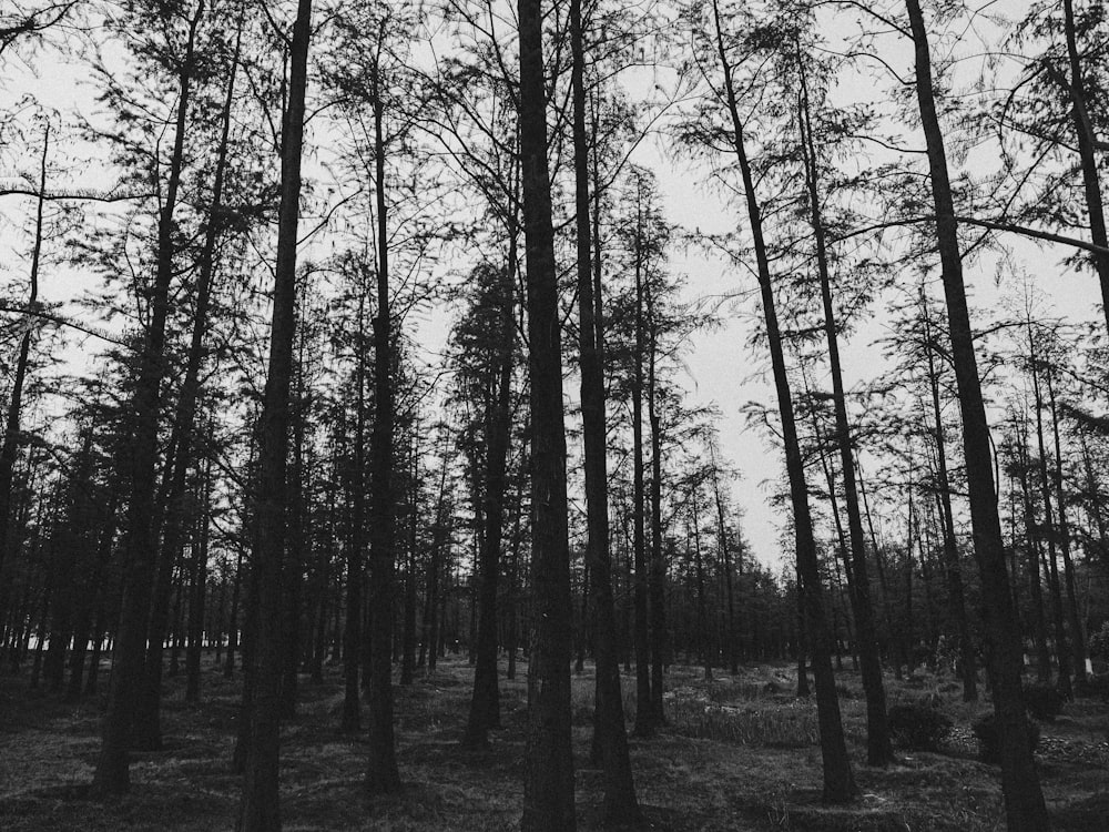 une photo en noir et blanc d’arbres dans une forêt