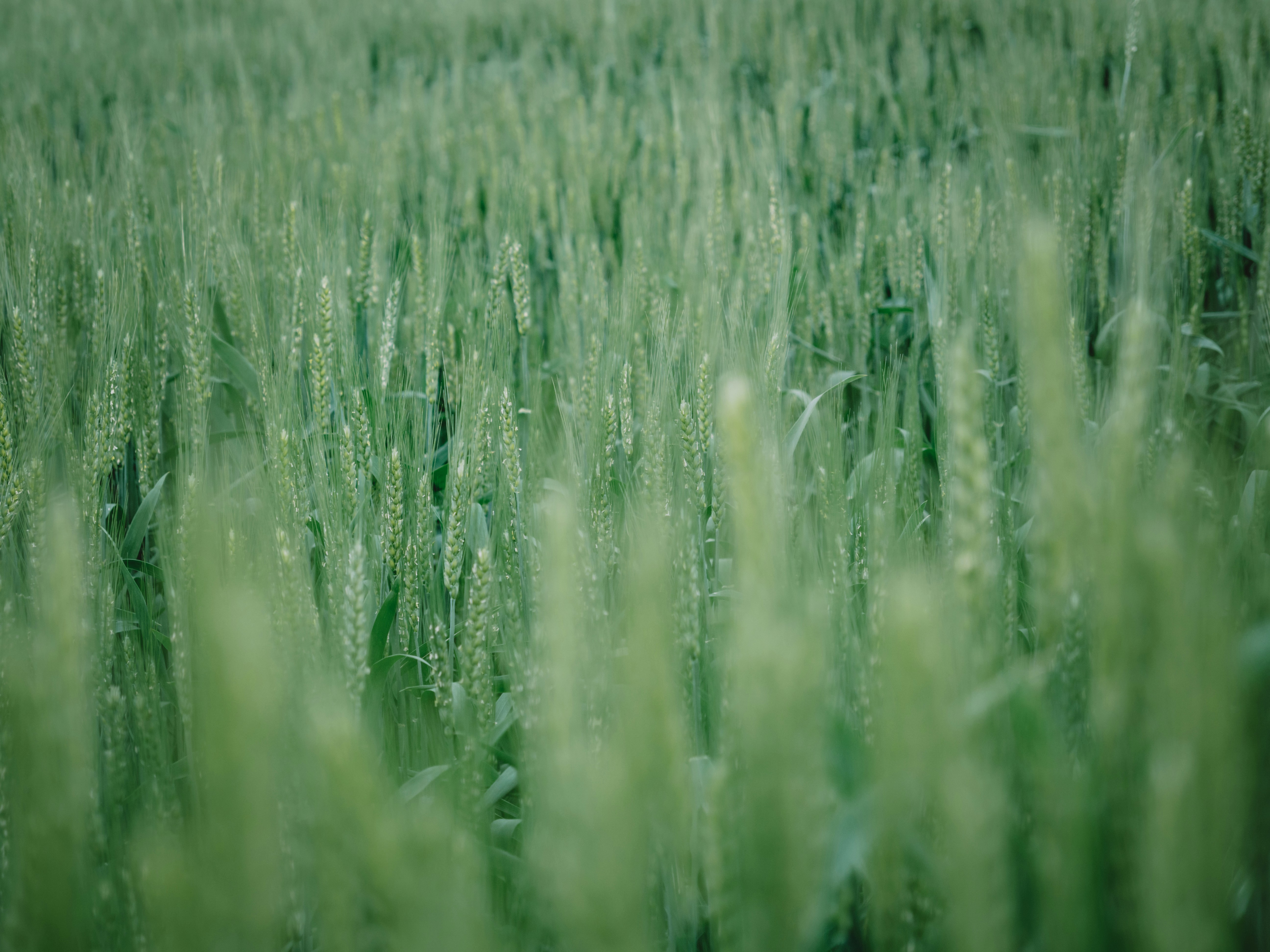 A field of green grass with a blurry background photo – Free Grey Image ...