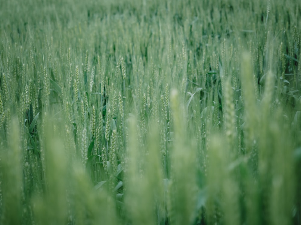 a field of green grass with a blurry background