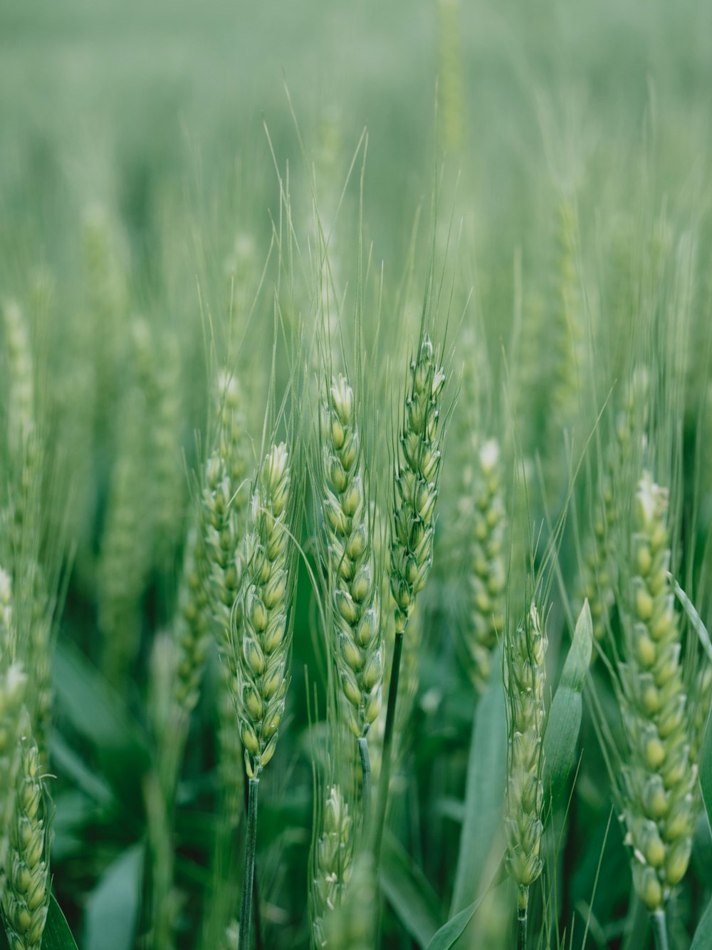 a close up of a field of green wheat