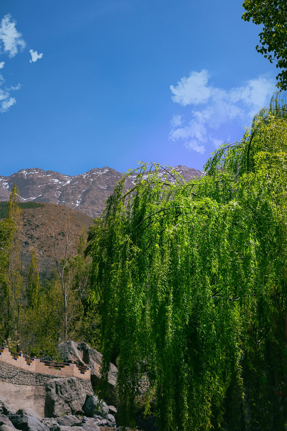 a large green tree sitting next to a lush green forest