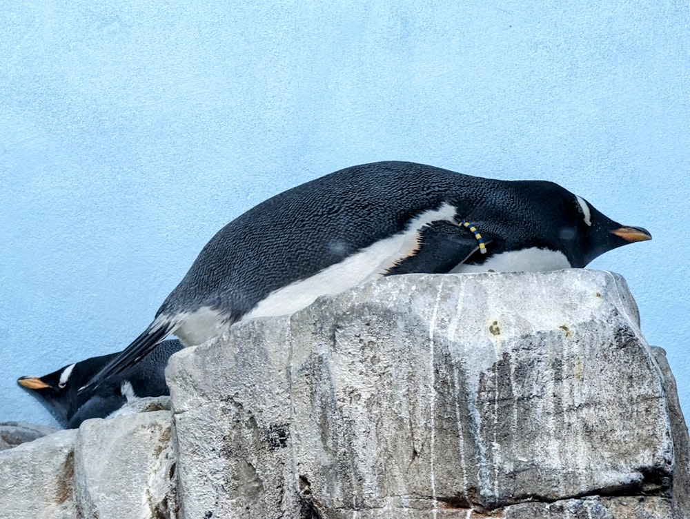 a penguin sitting on top of a rock