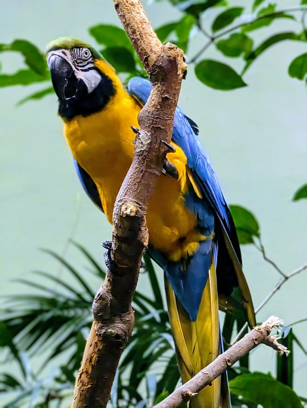 a blue and yellow parrot perched on a tree branch
