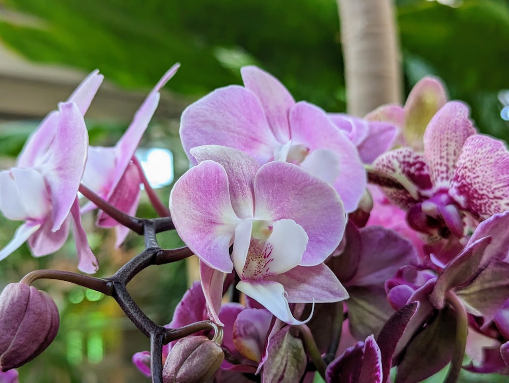 a close up of a bunch of purple flowers