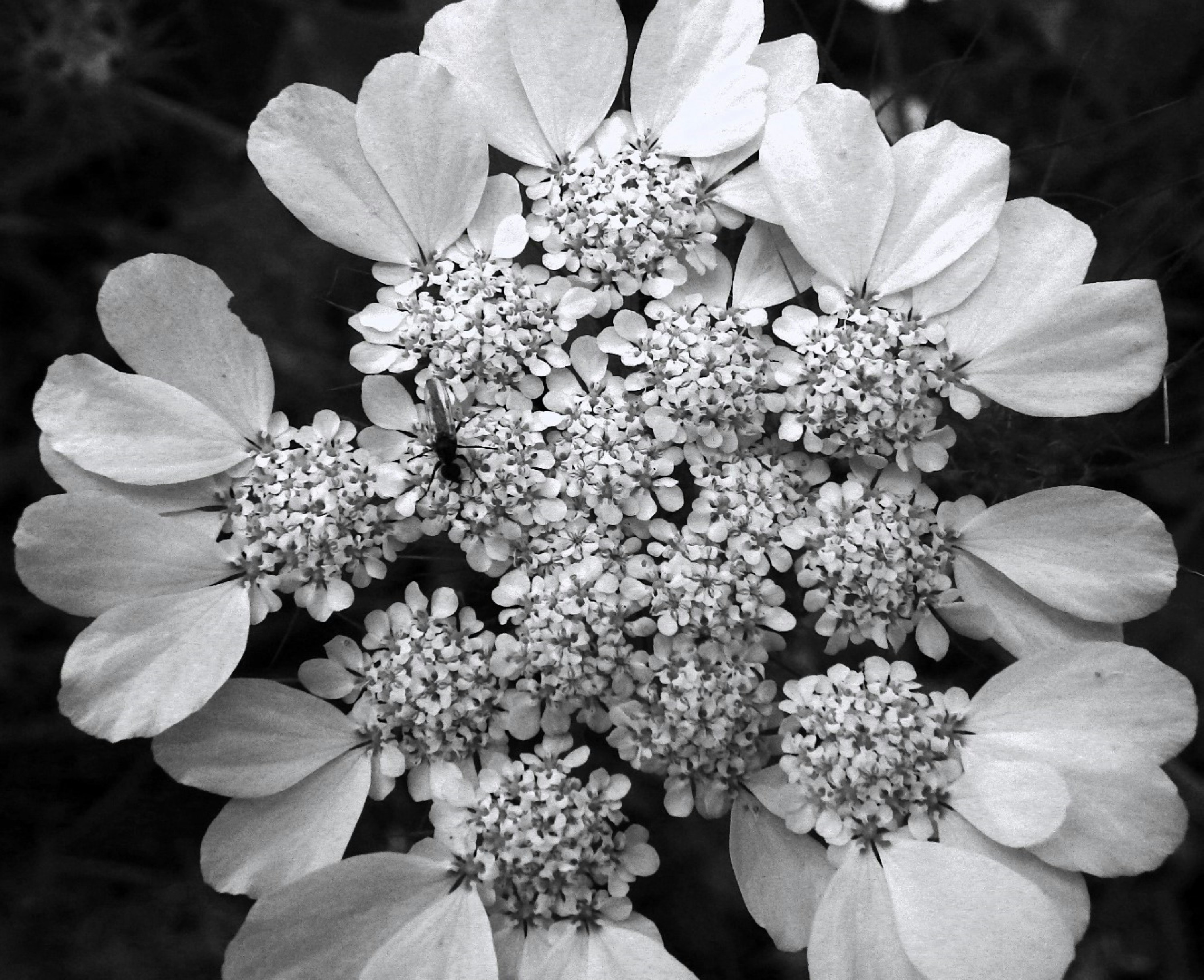 A black and white photo of a bunch of flowers