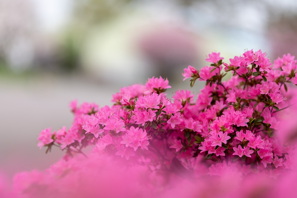 a bunch of pink flowers that are in the grass