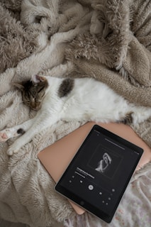 a cat laying on top of a bed next to a tablet