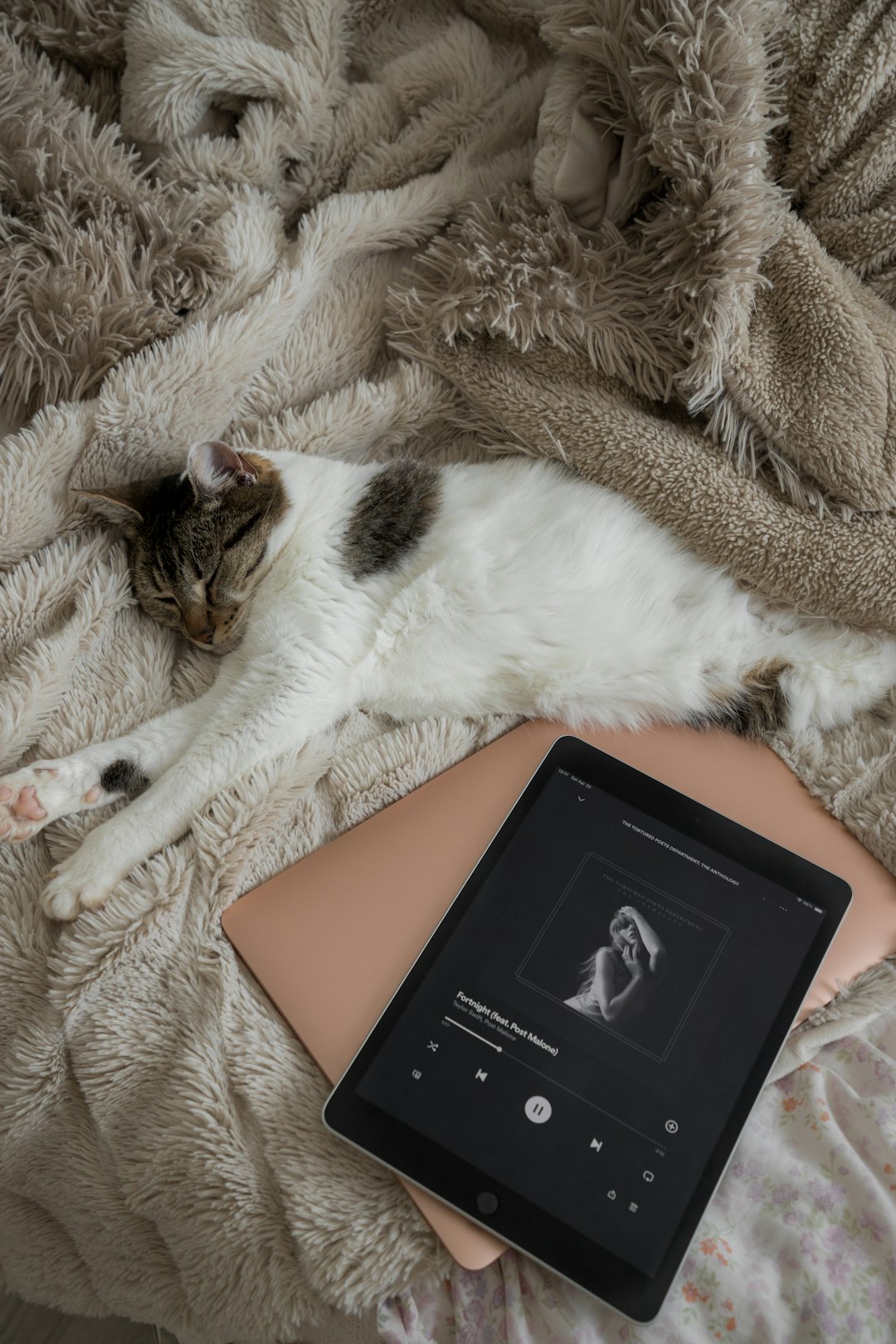 A cat next to the laptop and an tablet listening to the song "Fortnight ft. Post Malone" from the latest music album "The Tortured Poets Department" by Taylor Swift