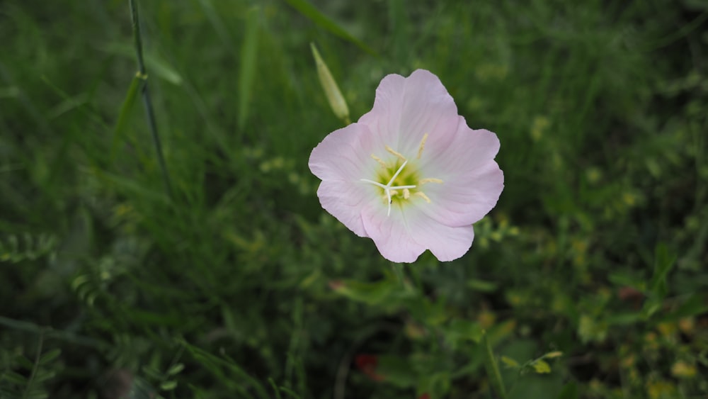 a single pink flower in a grassy field