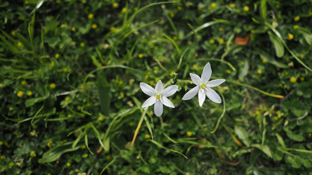 a couple of white flowers sitting on top of a lush green field