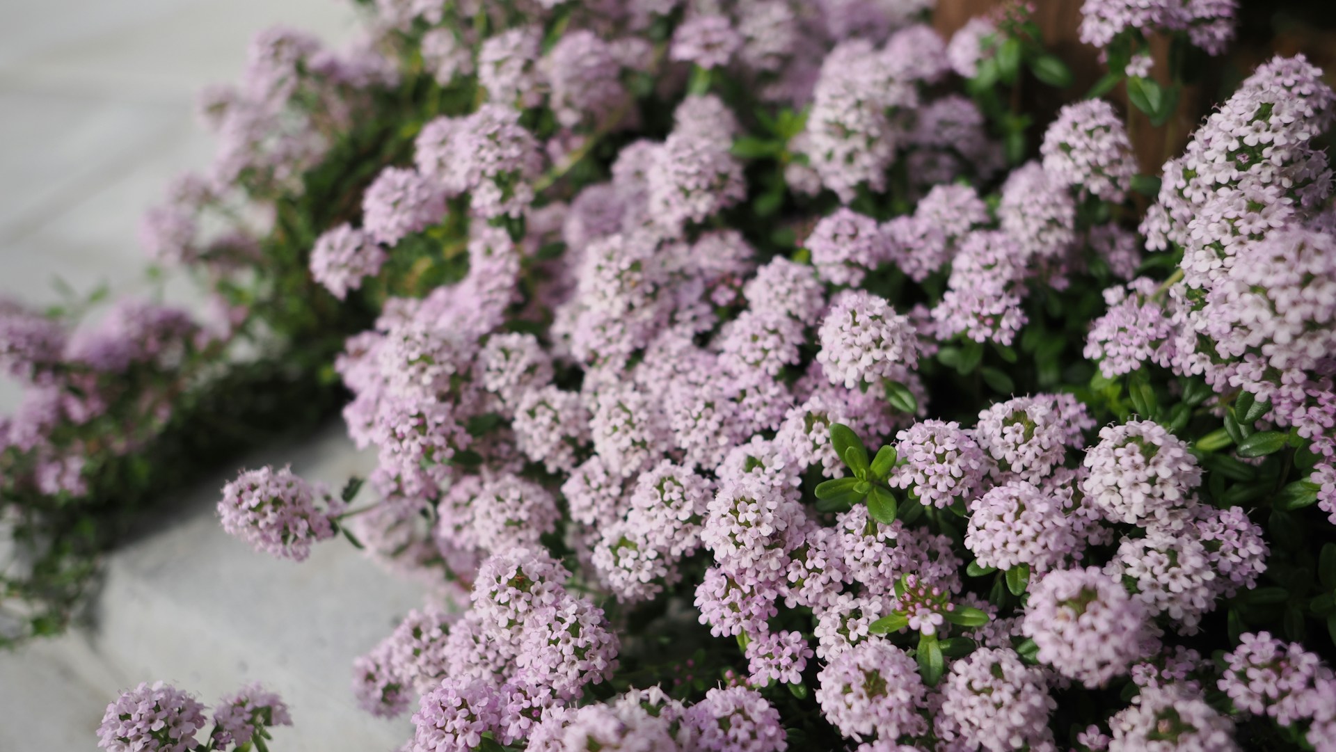 a bunch of small purple flowers growing on the side of a building
