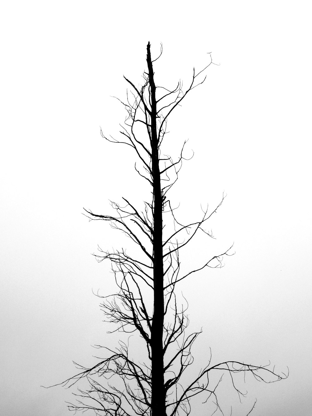 a black and white photo of a tree without leaves